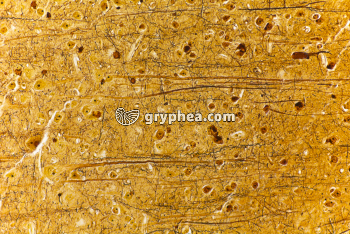 Cerveau de Mammifère CJ x100 - gryphea.com